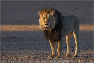 Male lion in morning light