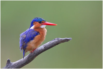 Malachite Kingfisher, Intaka Island