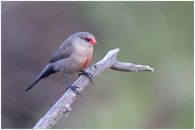Seed-eaters