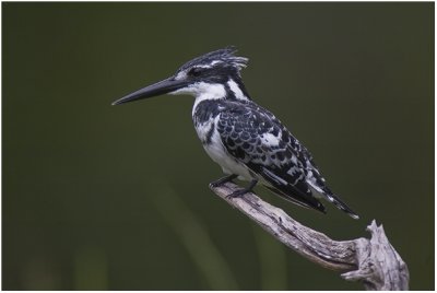 Pied Kingfisher