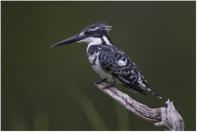 Pied Kingfisher