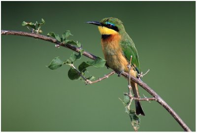 Bee-eaters