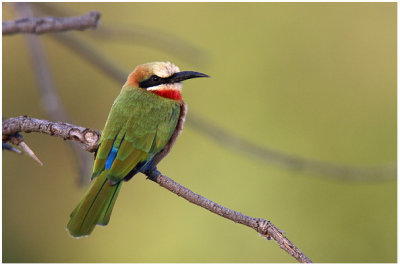 White-fronted bee-eater (Kruger)