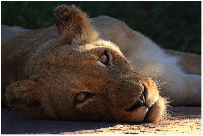 Lazy Lioness