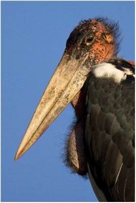 Maribou Stork Portrait