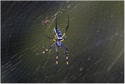 Golden Orb Web Spider