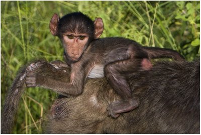 Baby Baboon