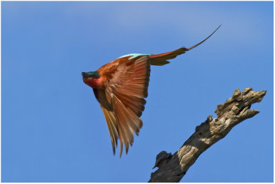 Southern Carmine Bee-eater (Kruger)
