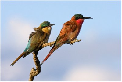 Juvenile and Adult Carmine Bee-eaters