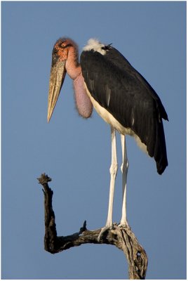 Maribou Stork