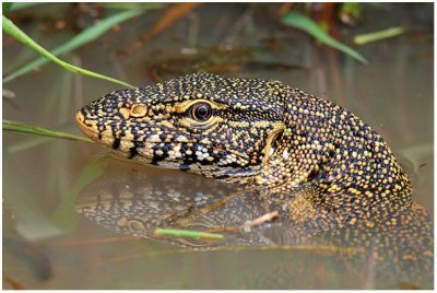 Water Monitor