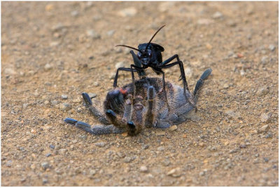 Wasp and Baboon Spider
