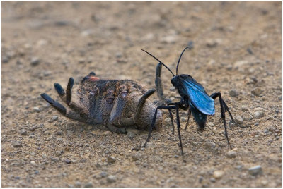 Wasp and Baboon Spider