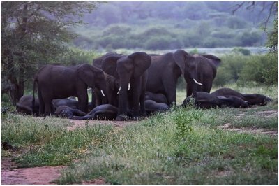 Sleeping Elephants