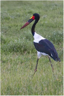 Saddle-billed Stork