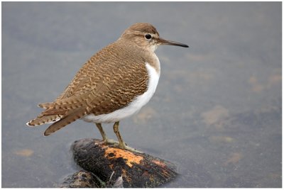 Common Sandpiper