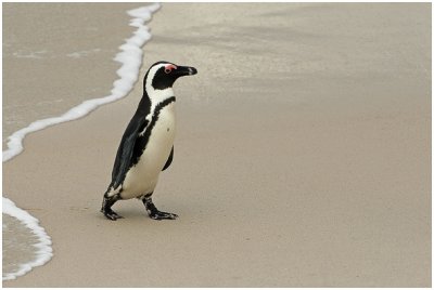 African (Jackass) Penguin