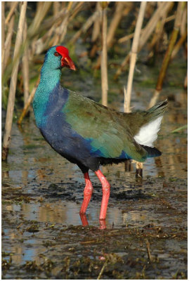 Purple Gallinule