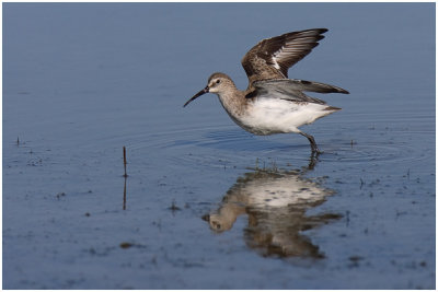 Curlew Sandpiper