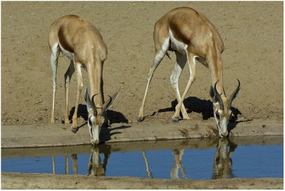 Herbivores