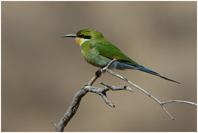 Swallowtailed Bee-eater