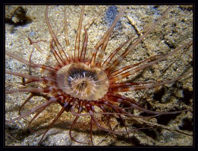 tube anemone