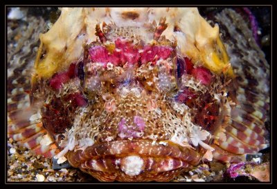 PV Scorpionfish