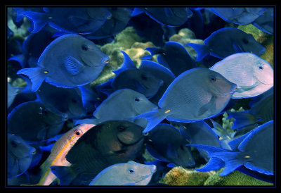 Blue Tang School