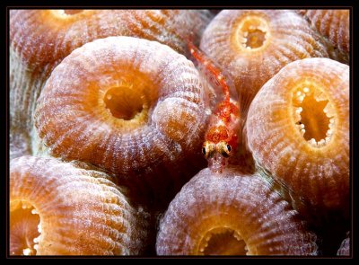 Dwarf Blenny