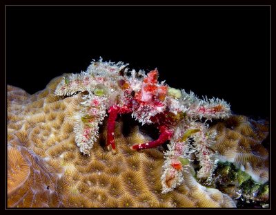 Decorator Crab