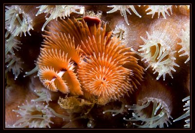 Christmas Tree Worm and coral polyps
