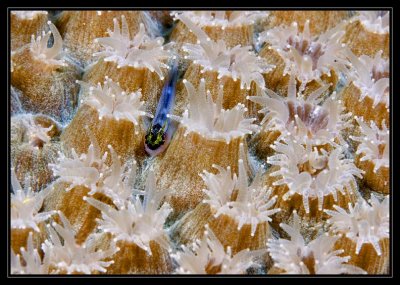 Extended polyps and goby