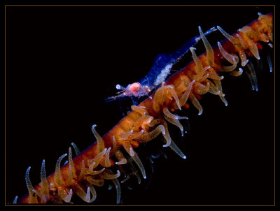 Wire Coral Shrimp