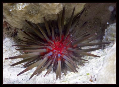 Bonaire Urchin