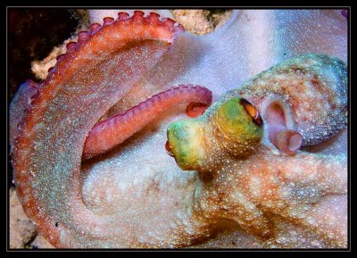 Bari Reef Octopus