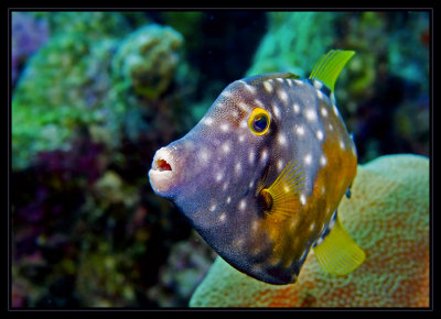 Whitespotted Filefish