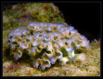 Lettuce Sea Slug