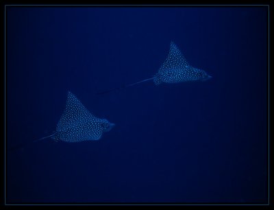 Spotted Eagle Rays