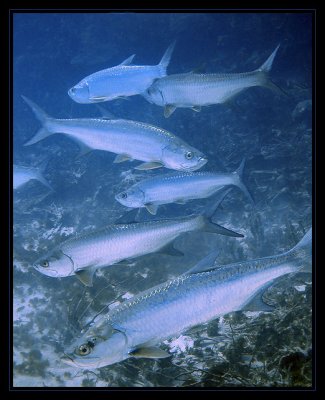 Tarpon, Blue Hole Wildside