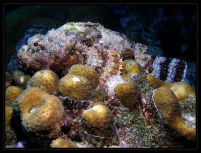 Scorpionfish