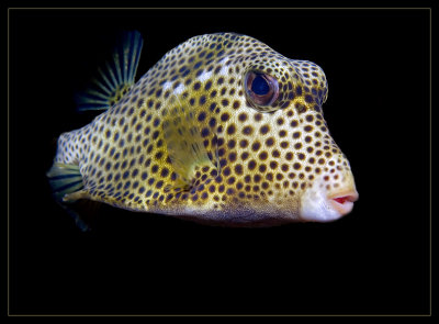 Spotted Trunkfish