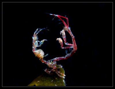 Skeleton Shrimp Boxing