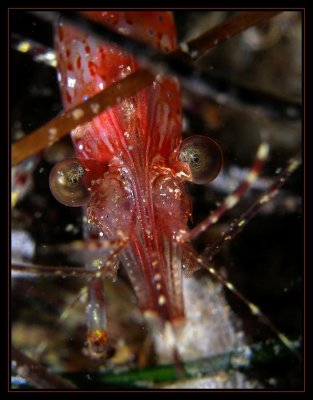 coonstripe shrimp