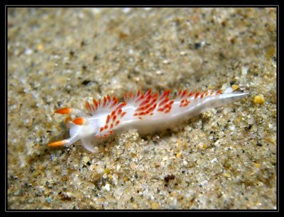 Aeolid nudi