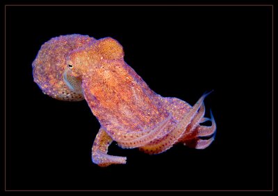 Redondo Octopus