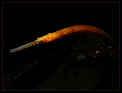 pipefish