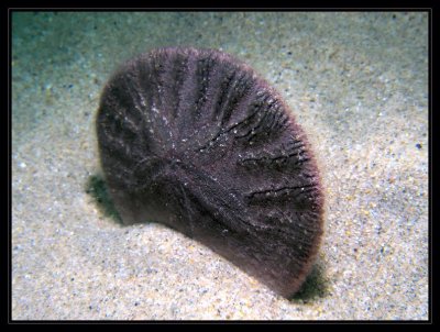 sand dollar