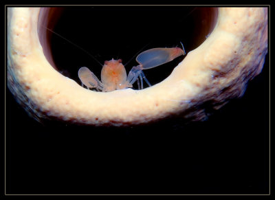 shrimp in a tube