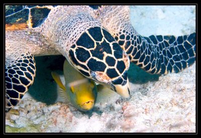 Hawksbill and Hogfish