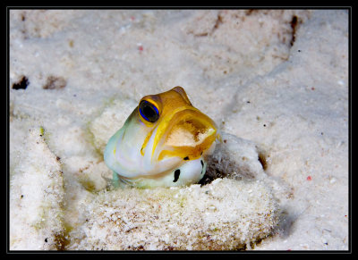 Yellowhead Jawfish cleaning his den
